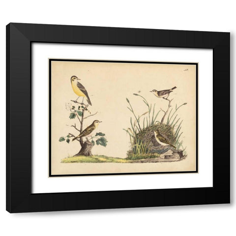 Wrens, Warblers and Nests II Black Modern Wood Framed Art Print with Double Matting by Strack, Friedrich
