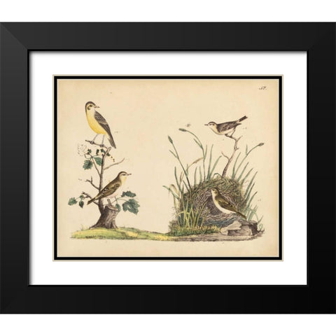 Wrens, Warblers and Nests II Black Modern Wood Framed Art Print with Double Matting by Strack, Friedrich