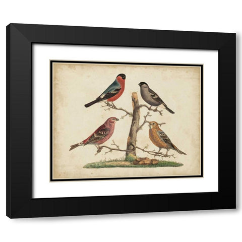 Bull Finches Black Modern Wood Framed Art Print with Double Matting by Strack, Friedrich