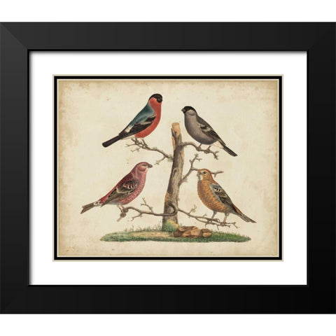 Bull Finches Black Modern Wood Framed Art Print with Double Matting by Strack, Friedrich