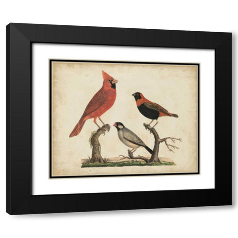 Cardinal and Grosbeak Black Modern Wood Framed Art Print with Double Matting by Strack, Friedrich