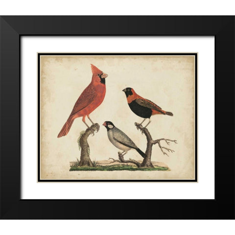 Cardinal and Grosbeak Black Modern Wood Framed Art Print with Double Matting by Strack, Friedrich