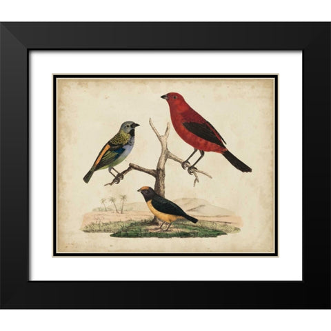 Red and Green Tanager Black Modern Wood Framed Art Print with Double Matting by Strack, Friedrich