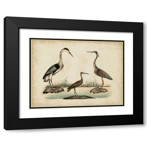 Common Heron and Crested Purple Heron Black Modern Wood Framed Art Print with Double Matting by Strack, Friedrich