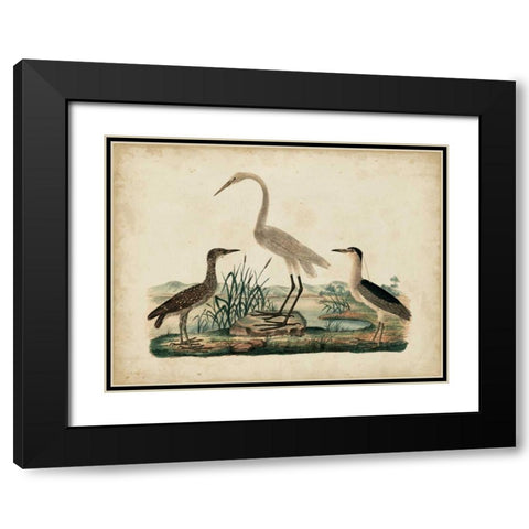 Great White Heron and Night Heron Black Modern Wood Framed Art Print with Double Matting by Strack, Friedrich