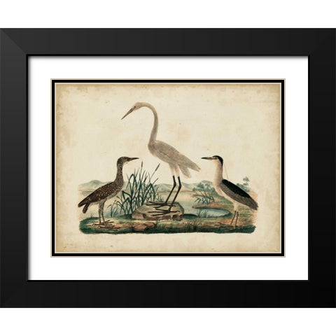 Great White Heron and Night Heron Black Modern Wood Framed Art Print with Double Matting by Strack, Friedrich