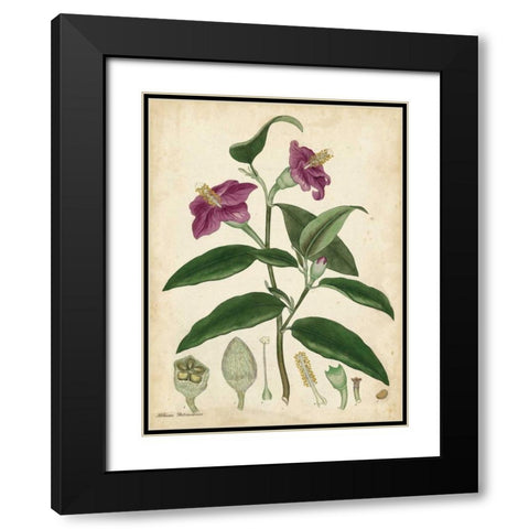 Antique Hibiscus Black Modern Wood Framed Art Print with Double Matting by Andrews, Henry