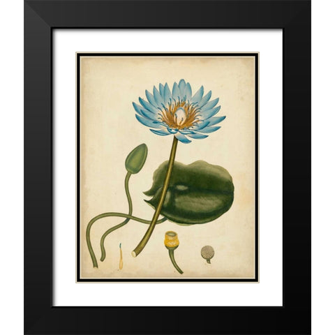 Blue Water Lily Black Modern Wood Framed Art Print with Double Matting by Andrews, Henry