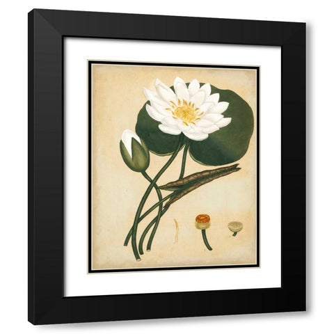 White Water Lily Black Modern Wood Framed Art Print with Double Matting by Andrews, Henry