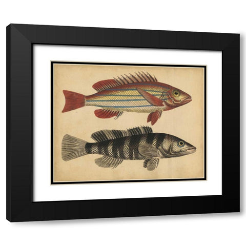 Species of Fish III Black Modern Wood Framed Art Print with Double Matting by Strack, Friedrich