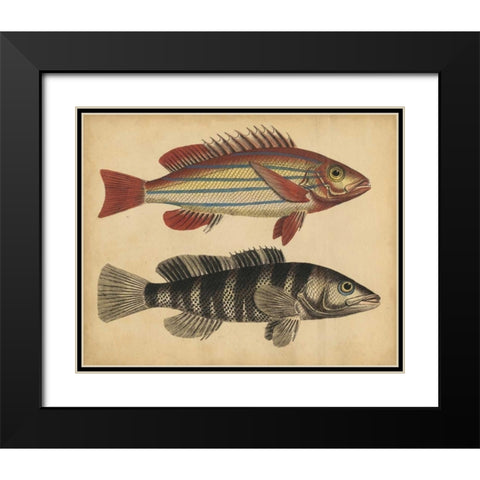 Species of Fish III Black Modern Wood Framed Art Print with Double Matting by Strack, Friedrich