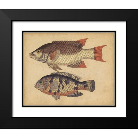 Species of Fish IV Black Modern Wood Framed Art Print with Double Matting by Strack, Friedrich
