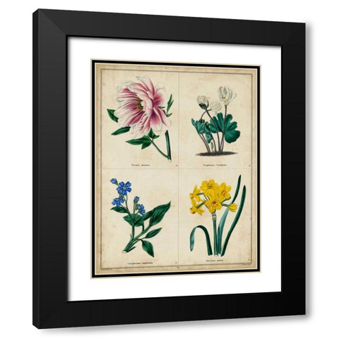 Botanical Grid II Black Modern Wood Framed Art Print with Double Matting by Maund, Benjamin