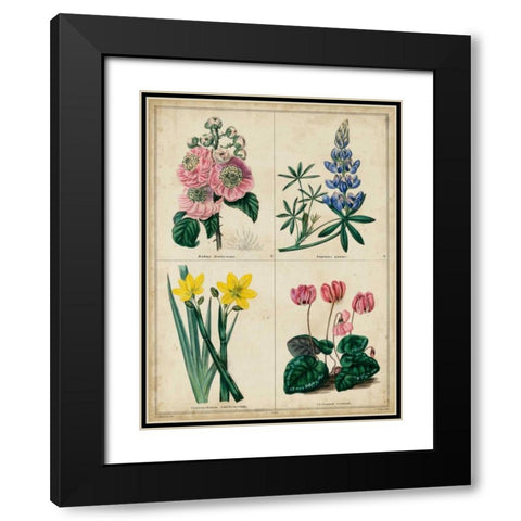 Botanical Grid III Black Modern Wood Framed Art Print with Double Matting by Maund, Benjamin