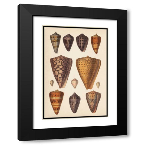 Antique Cone Shells I Black Modern Wood Framed Art Print with Double Matting by Unknown