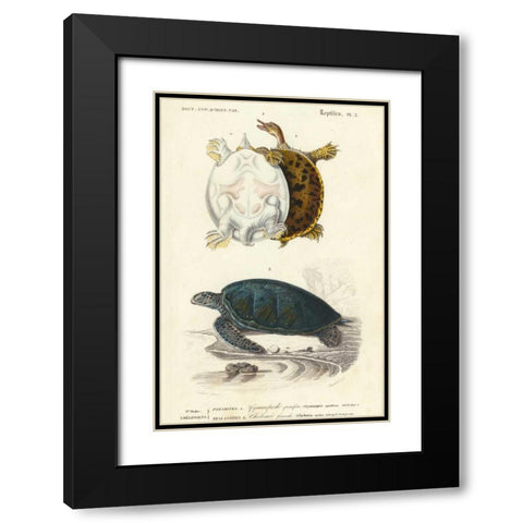Antique Turtle Duo I Black Modern Wood Framed Art Print with Double Matting by Oudart