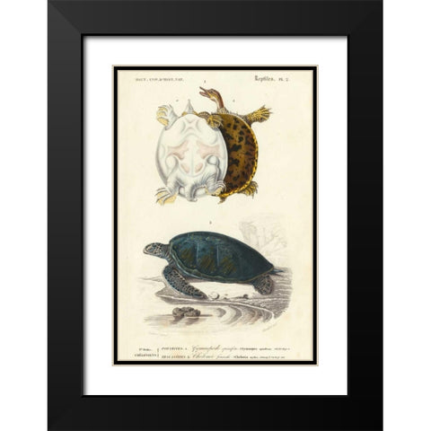 Antique Turtle Duo I Black Modern Wood Framed Art Print with Double Matting by Oudart
