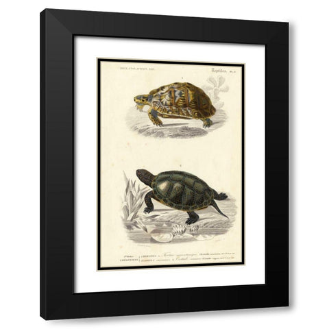 Antique Turtle Duo II Black Modern Wood Framed Art Print with Double Matting by Oudart