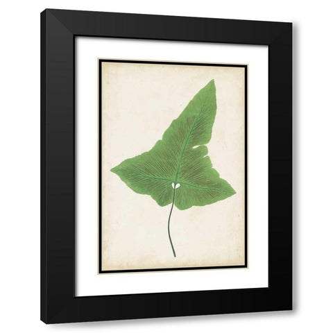 Fern Family I Black Modern Wood Framed Art Print with Double Matting by Lowe