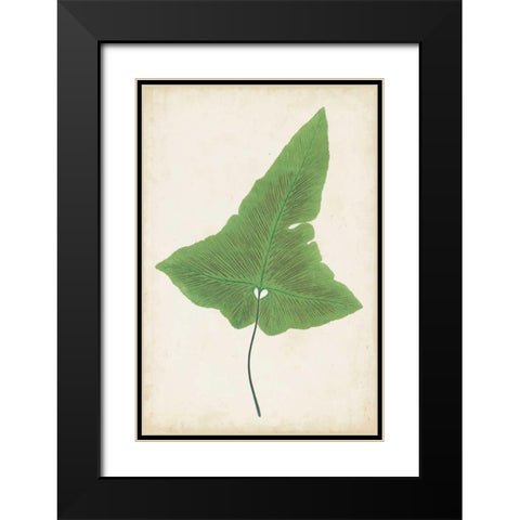 Fern Family I Black Modern Wood Framed Art Print with Double Matting by Lowe