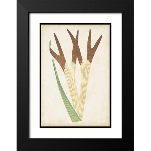 Fern Family II Black Modern Wood Framed Art Print with Double Matting by Lowe