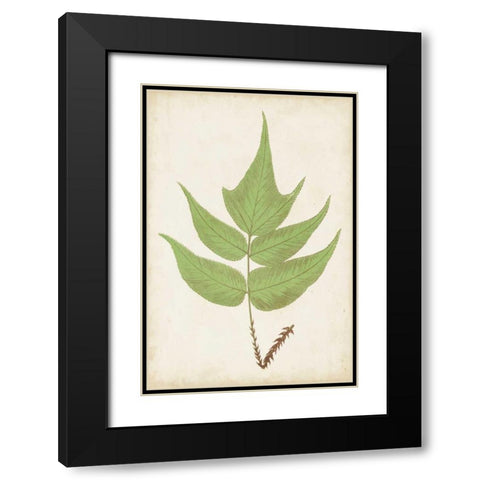Fern Family VII Black Modern Wood Framed Art Print with Double Matting by Lowe