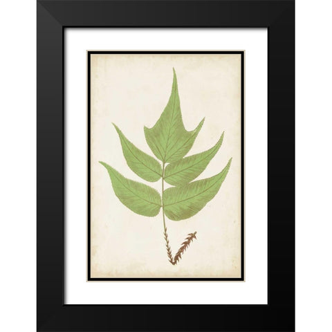 Fern Family VII Black Modern Wood Framed Art Print with Double Matting by Lowe