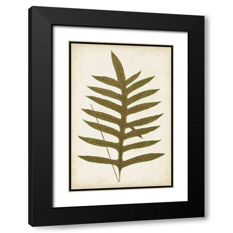 Fern Family VIII Black Modern Wood Framed Art Print with Double Matting by Lowe