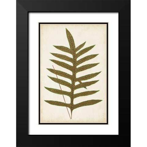 Fern Family VIII Black Modern Wood Framed Art Print with Double Matting by Lowe