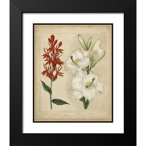 Scarlet Beauty I Black Modern Wood Framed Art Print with Double Matting by Edwards, Sydenham