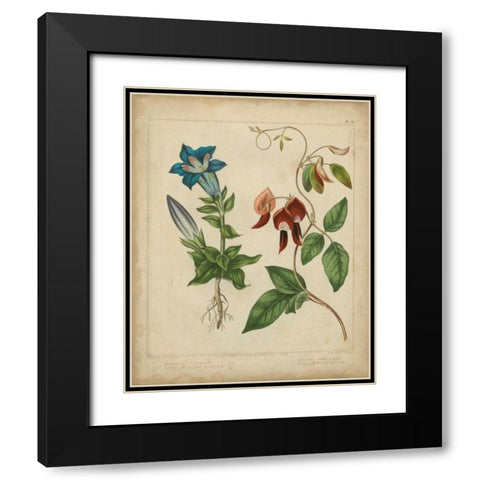 Scarlet Beauty III Black Modern Wood Framed Art Print with Double Matting by Edwards, Sydenham