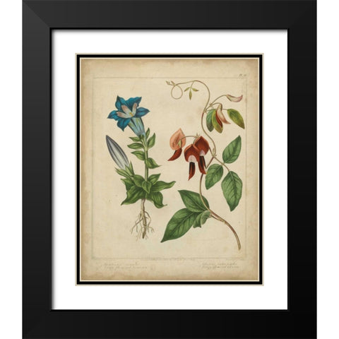Scarlet Beauty III Black Modern Wood Framed Art Print with Double Matting by Edwards, Sydenham