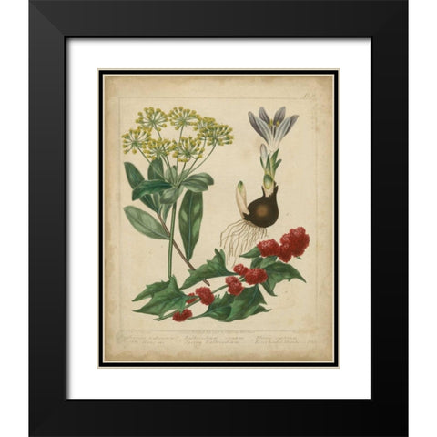 Scarlet Beauty IV Black Modern Wood Framed Art Print with Double Matting by Edwards, Sydenham