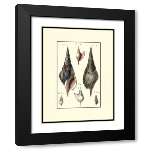 Custom Sea Shell III Black Modern Wood Framed Art Print with Double Matting by Diderot