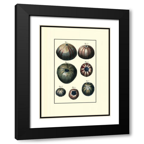 Custom Sea Shell IV Black Modern Wood Framed Art Print with Double Matting by Diderot