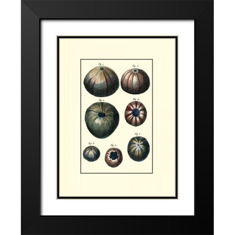 Custom Sea Shell IV Black Modern Wood Framed Art Print with Double Matting by Diderot