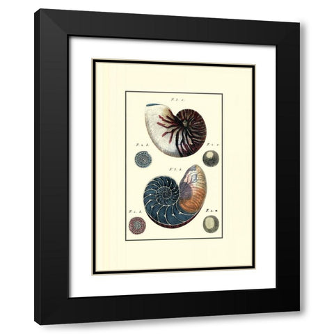 Custom Sea Shell VI Black Modern Wood Framed Art Print with Double Matting by Diderot