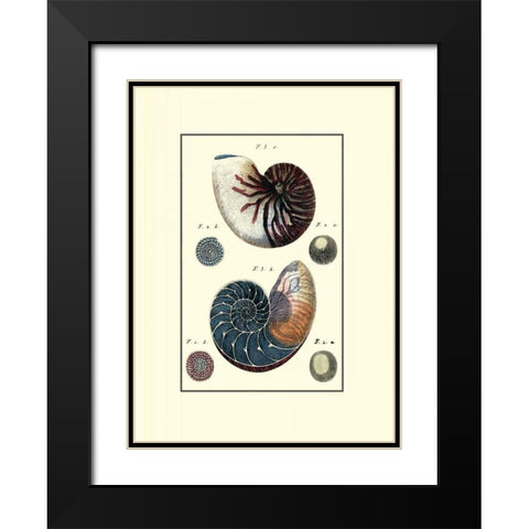 Custom Sea Shell VI Black Modern Wood Framed Art Print with Double Matting by Diderot
