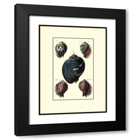 Custom Sea Shell VII Black Modern Wood Framed Art Print with Double Matting by Diderot