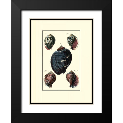 Custom Sea Shell VII Black Modern Wood Framed Art Print with Double Matting by Diderot