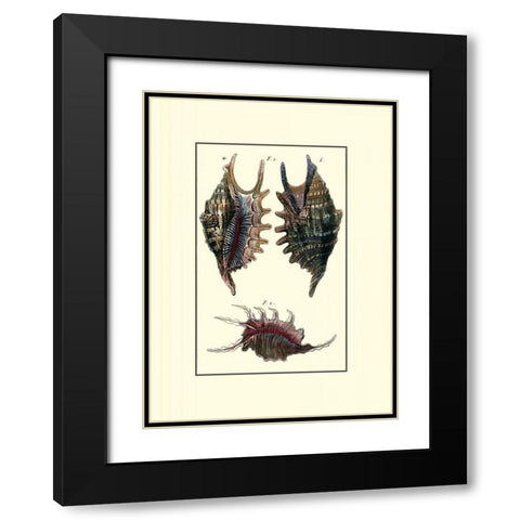 Custom Sea Shell VIII Black Modern Wood Framed Art Print with Double Matting by Diderot