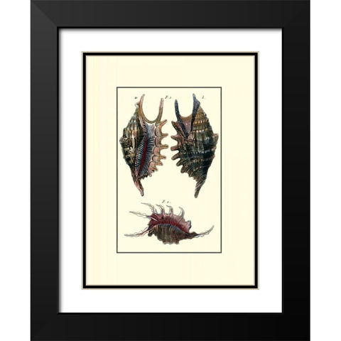 Custom Sea Shell VIII Black Modern Wood Framed Art Print with Double Matting by Diderot