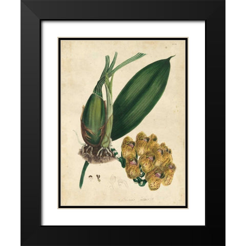 Sophisticated Orchid I Black Modern Wood Framed Art Print with Double Matting by Unknown