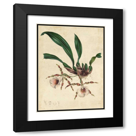Sophisticated Orchid II Black Modern Wood Framed Art Print with Double Matting by Unknown