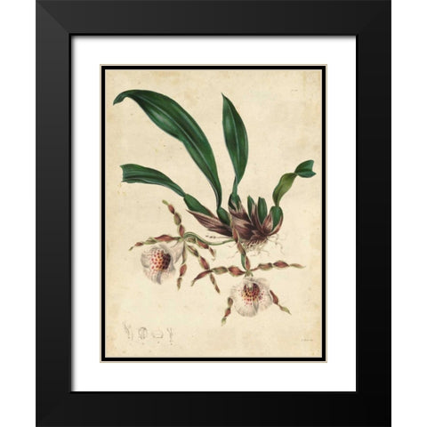 Sophisticated Orchid II Black Modern Wood Framed Art Print with Double Matting by Unknown