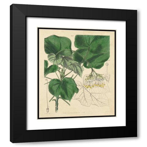 Curtis Leaves and Blooms I Black Modern Wood Framed Art Print with Double Matting by Curtis