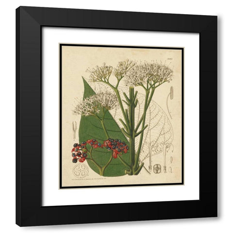Curtis Leaves and Blooms II Black Modern Wood Framed Art Print with Double Matting by Curtis