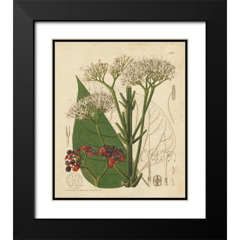 Curtis Leaves and Blooms II Black Modern Wood Framed Art Print with Double Matting by Curtis