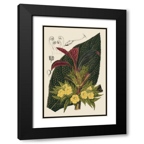 Begonia Varieties II Black Modern Wood Framed Art Print with Double Matting by Stroobant