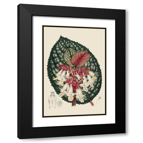 Begonia Varieties III Black Modern Wood Framed Art Print with Double Matting by Stroobant